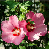 2 Rose Of Sharon Pink Flowering Shrubs, Live Bare Root Plants, 1-2 Ft Tall