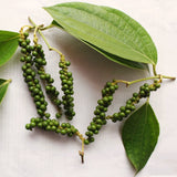 2 Live Piper Nigrum Pepper Plants, 4-6 Inch, Ready For Garden Planting