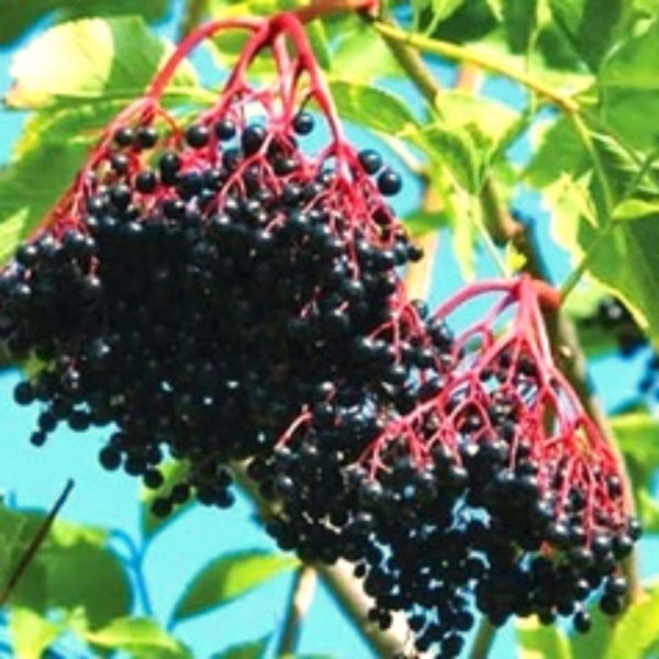 Live Black Elderberry Bush, Edible Berry Plant For Outdoors, 5-8 Inches