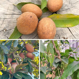 Sapodilla Fruit Tree, Live 6-10 Inch Tropical Plant In Half-Gallon Pot