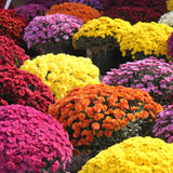 3 Mixed Mums Live Starter Plants, Outdoor Border Flowers, 5-7 Inches Tall