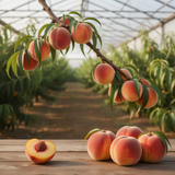 Live Peach Fruit Tree Plant, Sweet Peach, 6-10 Inches Tall For Gardens