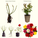 Live Yellow Climbing Rose Plant, Well-Rooted Flowering Bush For Gardens