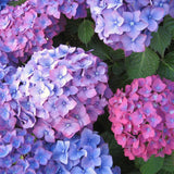 Live Hydrangea Shrub, Random Flower Color, 5-10 Inch Landscape Garden Plant