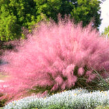2 Pink Muhly Grass Live Plants, 5-9 Inch Perennial Ornamentals For Gardens