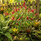 2 Live Red Shrimp Plants, Layered Flower Bracts, 4-7 Inches Tall For Pots