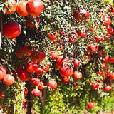 3 Live Red Pomegranate Trees, 8-10 Inch Tall Plants For Garden Growing