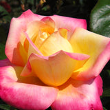 Live Peace Rose Bush, 5-10 Inch Starter Plant For Indoor Or Outdoor Use