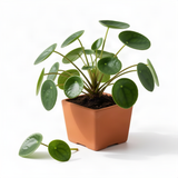 Live Pilea Money Plant, 5-7 Inch Indoor Houseplant, Easy-Care Perennial