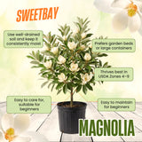 Sweetbay Magnolia Ornamental Tree, Live Plant, 6-12 In Tall, 2.5 In Pot