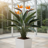 Strelitzia Reginae Live Plant, Orange Bird Of Paradise, 4-9 Inches Tall
