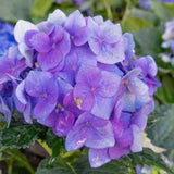 Blue Hydrangea Live Shrub, Well-Rooted 5-10 Inch Flower Bush, Dormant Tree
