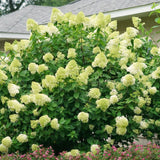 2 Live Lime Hydrangea Shrubs, Bare Root Outdoor Plants, 6-12 Inches Tall