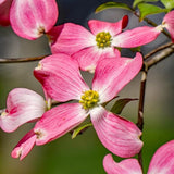 Pink Dogwood Flowering Tree, Live Outdoor Plant, 6-12 Inch, 2.5 Inch Pot