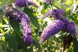 2 Live Buddleia Butterfly Bush Plants, Assorted Colors, 4-8 Inches Tall