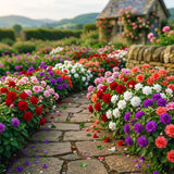 2 Live Impatiens Flower Plants, Assorted Colors, 4-6 Inch Garden Decor