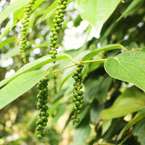 2 Live Black Pepper Plants, 3-6 Inch Tropical Climbing Vines, Starters