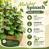 Half Gallon Potted Malabar Spinach Live Plant, 6-12 Inches Tall For Gardens