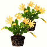 2 Colorful Christmas Cactus Plants, Live 4-7 Inch Seasonal Houseplants