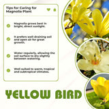 Live Yellow Bird Magnolia Flowering Tree, 6-14 Inches Tall, Potted Plant