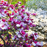 Ann Live Flowering Tree Plant, Purple Red Blooms, 6-12 In Tall, 2.5 In Pot