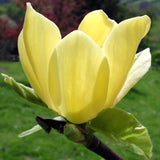 Live Yellow Bird Magnolia Plant, Flowering Garden Shrub, 6-12 Inches Tall