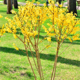 Live Forsythia Plant, Yellow Spring Blooms, 6-10 Inches, 4-Inch Pot Shrub