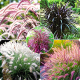 2 Live Fountain Grass Plants, 5-9 Inches Tall With Deep Burgundy Foliage