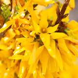 Live Forsythia Shrub For Pots, Lynwood Gold Golden Bells, 6-14 Inches Tall