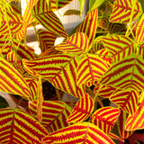 2 Christia Obcordata Live Plants, Butterfly Foliage Starters, 5-9 In Tall