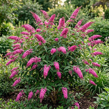 Buddleia Pink Butterfly Bush, 4-7 Inch Perennial Shrub For Container Use