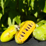 2 Live Pawpaw Fruit Tree Seedlings, Potted Plants, 6-12 Inches, Young Trees
