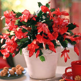 2 Live Red Christmas Cactus Plants, 4-7 Inch Holiday Flower Houseplants