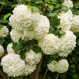 2 Live White Snowball Viburnum Shrubs, 8-10 Inch Garden Starter Plants