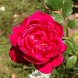 Live Climbing Rose Plant, Deep Red Pink, Reblooming Bush, 5-9 Inches Tall