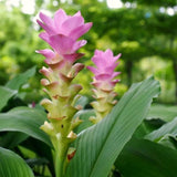 2 Live Curcuma Turmeric Ginger Plants, Hardy, 4-6 Inches Tall For Planting