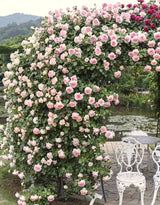 Live Pink Climbing Rose Bush Plant, Bare Root, 5-9 Inches Tall For Planting