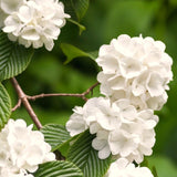 Live White Japanese Snowball Viburnum Shrub, 7-10 Inches Starter In Pot