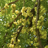 Live Star Gooseberry Tree, 18-26 Inch Fruit Shrub, Potted Outdoor Plant