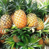 3 Live Pineapple Plants, Gold Tropical Fruit, 5-8 Inches Tall, Home Garden