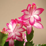 2 Live Pink Christmas Cactus Plants, 3-6 Inch Tall Houseplants For Gifts