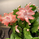 2 Live Salmon Christmas Cactus Plants, 4-7 Inch Indoor Houseplants, Decor