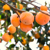 Live Persimmon Fruit Tree In Quart Pot, 6-12 Inches, For Backyard Orchard