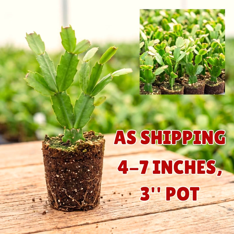 Red Christmas Cactus Live Plants, 4-7 Inches, Indoor Hanging Home Decor