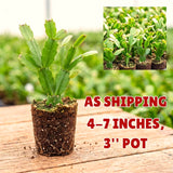 Red Christmas Cactus Live Plants, 4-7 Inches, Indoor Hanging Home Decor
