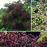 Live Black Elderberry Bush, 2-3 Ft Tall Perennial Shrub For Outdoor Gardens