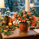 Orange Christmas Cactus Live Plant, 4-7 Inches, Indoor Home Decoration