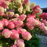2 Live Hydrangea Shrubs, Pink White Flowers, 6-12 Inch Landscape Plants