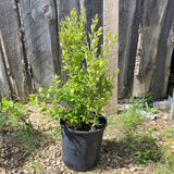 Goji Berry Live Fruit Plant, Half Gallon Pot, 8-12 Inches Tall, Outdoor