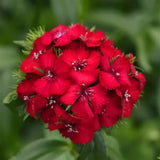 10 Live Red Dianthus Plants, Outdoor Flower Plants For Outside Planting
